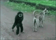 汪星人 黑猩猩 贱人 拽尾巴 嚣张 霸气