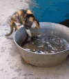 猫咪 可爱 欢乐 抓鱼