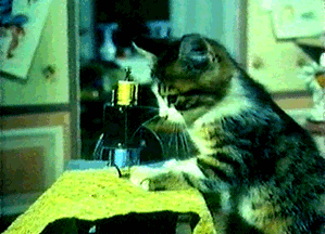 猫咪 缝纫机 缝衣服 萌宠