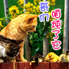 猫咪 注视 可爱 搞笑