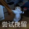 萌宠 猫星人 尝试挽留 搞怪 呆萌 可爱