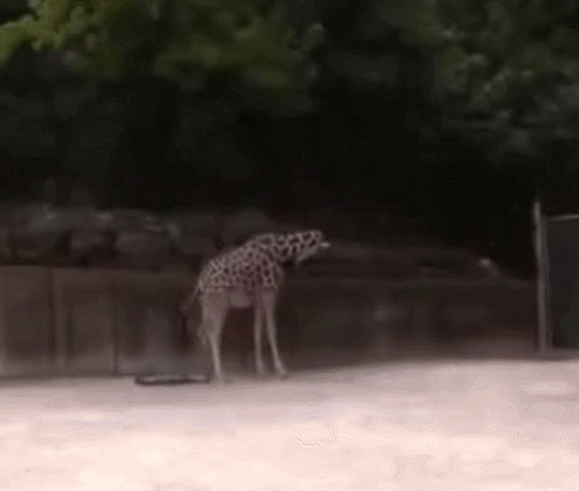长颈鹿 宝宝 新生儿 温馨 幸福 giraffe
