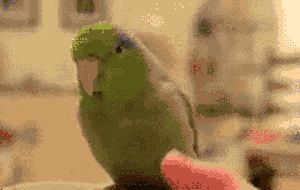 萌宠 鹦鹉 沙雕 沙雕鹦鹉