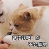 萌宠 猫星人 就给我吃一点 不会胖的 呆萌 可爱