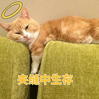 萌宠 猫咪 猫 夹缝中生存 搞怪