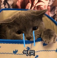 萌宠 猫咪 喵星人 文字表情包 可爱
