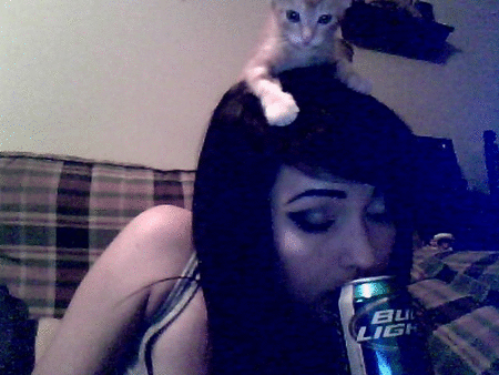 小猫 猫 酒精 啤酒 无聊的 模因