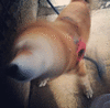 电风扇 狗狗 柴犬 柴犬风扇 可爱 卖萌