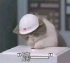 萌宠 猫星人 滴 打卡 可爱 呆萌