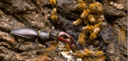 昆虫 甲壳虫 神话的森林 纪录片 蜜蜂