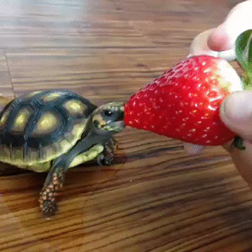 草莓 strawberry food 乌龟 萌