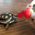 草莓 strawberry food 乌龟 萌