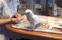 搞笑 哈哈 厉害了 有意思 萌宠