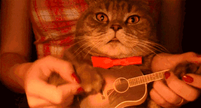 猫咪 弹吉他 可爱 喵星人