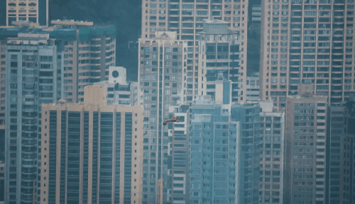 HONG&KONG&Time&Lapse 城市 旅游 老鹰 香港 高楼