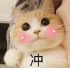 萌宠 喵星人 冲 加油 呆萌 可爱