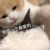 萌宠 汪星人 给你一个大耳刮子 扇你一巴掌 淘气 调皮