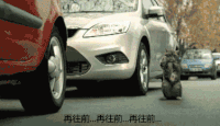 撞车 搞笑 观看 猫咪