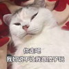 萌宠 猫星人 你走吧 我妈说不让我跟傻子玩 呆萌 可爱