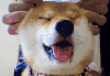 萌宠 狗 汪星人 柴犬