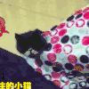 喵星人 猫 小猫 萌宠 萌宠 可爱 动物