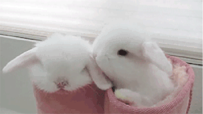 兔子 动物 粉色系 可爱