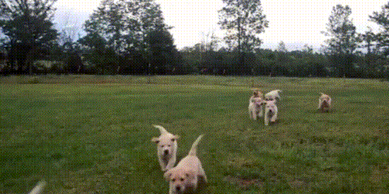 狗狗，野外 奔跑 草坪