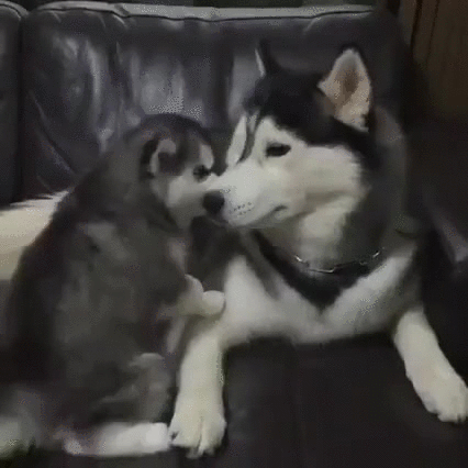 哈士奇 Siberian husky 二哈 呆萌 奶狗