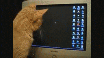 小猫 观看 电脑
