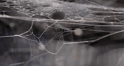 纪录片 维尔京群岛 美国 蜘蛛网