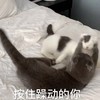 萌宠 猫星人 按住躁动的你 生气 呆萌 可爱