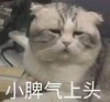 萌宠 喵星人 小脾气上头 我生气了 可爱 憨憨