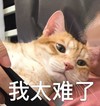 萌宠 猫星人 我太难了 可怜 呆萌 可爱