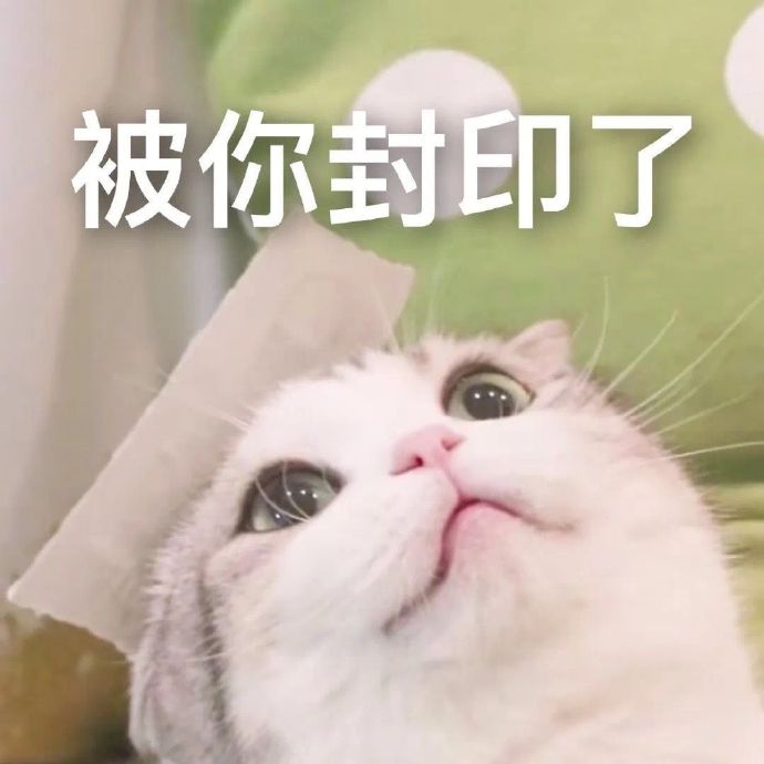 萌宠gif猫星人gif被你封印了gif动不了gif搞怪gif逗gif