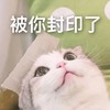 萌宠 猫星人 被你封印了 动不了 搞怪 逗