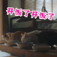 soogif soogif出品 猫 可爱 萌 开饭了