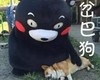 熊猫 狗狗 脸红 岔巴狗