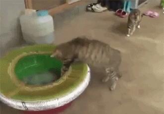 章鱼GIF章鱼图_动态表情_动态GIF动图-SOO微信跑步猪的表情章鱼包图片