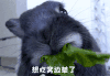 萌宠 兔子 想吃窝边草了 吃饭 呆萌 可爱
