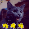 萌宠 猫 猫咪 搞怪 略略略 soogif soogif出品