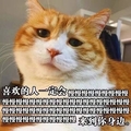 来到你身边 猫咪 可爱 不开心