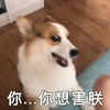 萌宠 汪星人 你想害我 你完了 呆萌 可爱
