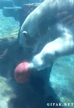 水下 熊 运球 厉害 成精了
