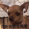 萌宠 汪星人 你听悲伤在唱歌 无奈 呆萌 可爱