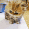 小猫 可爱 毛绒绒 喵喵叫