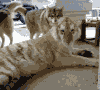 老虎 狗狗 一起玩耍 猥琐