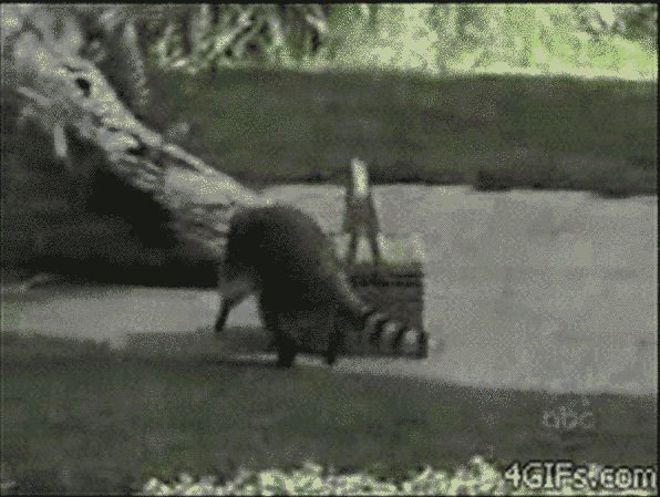 浣熊 raccoon 跑路 偷东西