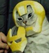 猫咪 柚子皮 恶搞 钢铁侠