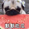 萌宠 汪星人 默默吃瓜 吃我的瓜 呆萌 可爱