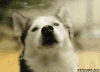 哈士奇 Siberian husky